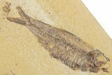 Limestone with Two Fossil Fish (Knightia) - Wyoming #355621-1